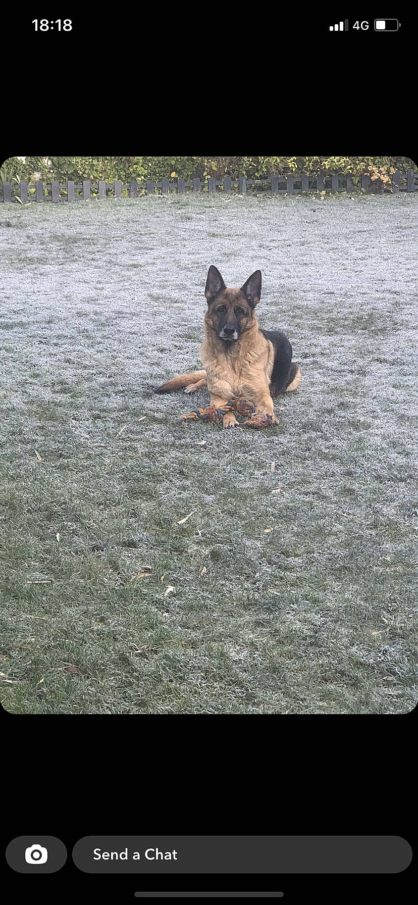 Némésis participe au concours pour gagner de l'argent avec cette photo : asphalt, carnivore, companion_dog, dog, dog_breed, fawn, felidae, flooring, fox, fur, german_shepherd_dog, grass, guard_dog, herding_dog, road_surface, soil, tail, terrestrial_animal, terrier, wood