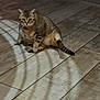 abyssinian, accessories, animal, cat, egyptiancat, hardwood, kitten, leash, manx, pet, plywood, slate, strap, tile, wood