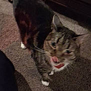 Mitten joined the competition — help win amazing prizes! cat, tabby, carpet, indoor, pet, whiskers, feline, animal, tongue, licking, fur, paws, ears, domestic, mammal, home, furniture, cute, closeup, blurred