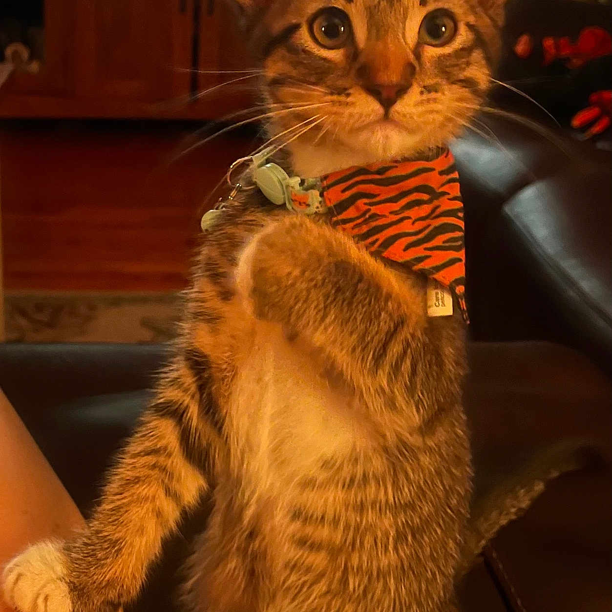 Bandit is registered to the contest to win money with this photo: alert, animal, bandana, black, cat, couch, cute, domestic, fur, furniture, indoor, kitten, living_room, orange, pet, striped, tabby, warm_lighting, whiskers, young