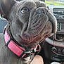 animal, brown_eyes, car_interior, close_up, coffee_cup, companion, cup_holder, dashboard, dog, domestic_animal, ears, french_bulldog, fur, pet, pink_collar, reflection, seat, sitting, snout, window