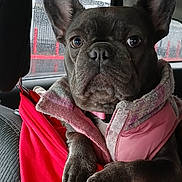 Leah joined the competition — help win amazing prizes! accessories, adult, animal, belt, boxer, bulldog, canine, car, cushion, dog, female, frenchbulldog, headrest, homedecor, person, pet, pitbull, puppy, transportation, woman