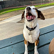 Maggie is registered to the contest to win money with this photo: dog, animal, pet, bench, outdoor, park, happy, tongue, ears, fur, collar, tag, smile, daylight, grass, fence, concrete, pathway, nature, recreation