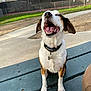 dog, animal, pet, bench, outdoor, park, happy, tongue, ears, fur, collar, tag, smile, daylight, grass, fence, concrete, pathway, nature, recreation