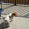 dog, diaper, balcony, concrete, shadow, sunlight, railing, brick_wall, pet, animal, curious, small_dog, outdoor, fence, looking_back, brown_and_white, companion, domestic_animal, floor, side_view
