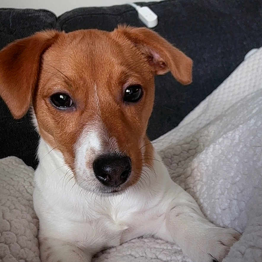 Bean joined the competition — help win amazing prizes! puppy, dog, brown, white, blanket, couch, indoor, pet, cute, resting, fur, canine, young, animal, cozy, comfort, looking, front_view, small_dog, relaxed