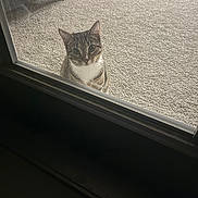 Salsa is registered to the contest to win money with this photo: cat, tabby, curious, pet, indoor, carpet, glass_door, furniture, window, animal, looking, ears, whiskers, cute, domestic, house, home, floor, legs, waiting