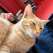 Simba is registered to the contest to win money with this photo: cat, orange_tabby, pet, indoor, bookshelf, books, person, lap, feline, relaxed, cozy, portrait, fur, whiskers, face, ears, animal, home, sitting, red_background
