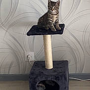 Minnie a rejoint le concours — aidez-le/la à gagner de superbes lots ! animal, black, cat, cat_tree, curious, cute, feline, floor, furniture, home, indoor, kitten, pet, playful, power_outlet, room, sitting, tabby, wallpaper, young_cat