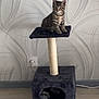 animal, black, cat, cat_tree, curious, cute, feline, floor, furniture, home, indoor, kitten, pet, playful, power_outlet, room, sitting, tabby, wallpaper, young_cat