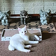 Pearl joined the competition — help win amazing prizes! white_cat, cat, pet, animal, carpet, scratcher_box, gargoyle_statues, brick_wall, indoor, floor, relaxing, feline, toy, decor, home, resting, cute, looking, pink_paw, ears
