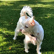 Bella is registered to the contest to win money with this photo: dog, white_dog, grass, outdoor, sunlight, pet, canine, fur, collar, tail, ears, nature, animal, park, daylight, alert, standing, greenery, playful, domestic_animal