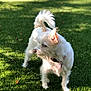 dog, white_dog, grass, outdoor, sunlight, pet, canine, fur, collar, tail, ears, nature, animal, park, daylight, alert, standing, greenery, playful, domestic_animal