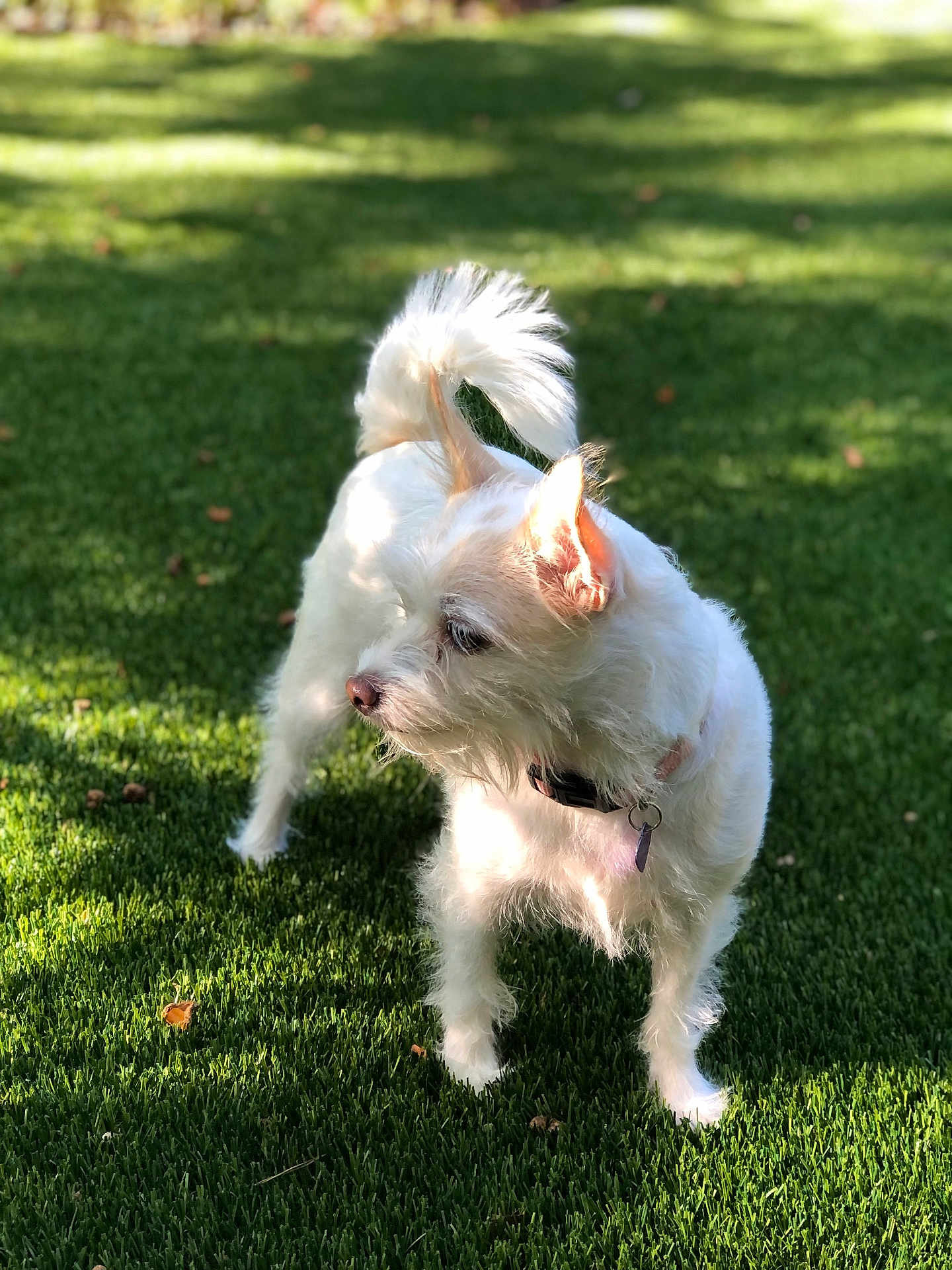 Bella is registered to the contest to win money with this photo: dog, white_dog, grass, outdoor, sunlight, pet, canine, fur, collar, tail, ears, nature, animal, park, daylight, alert, standing, greenery, playful, domestic_animal