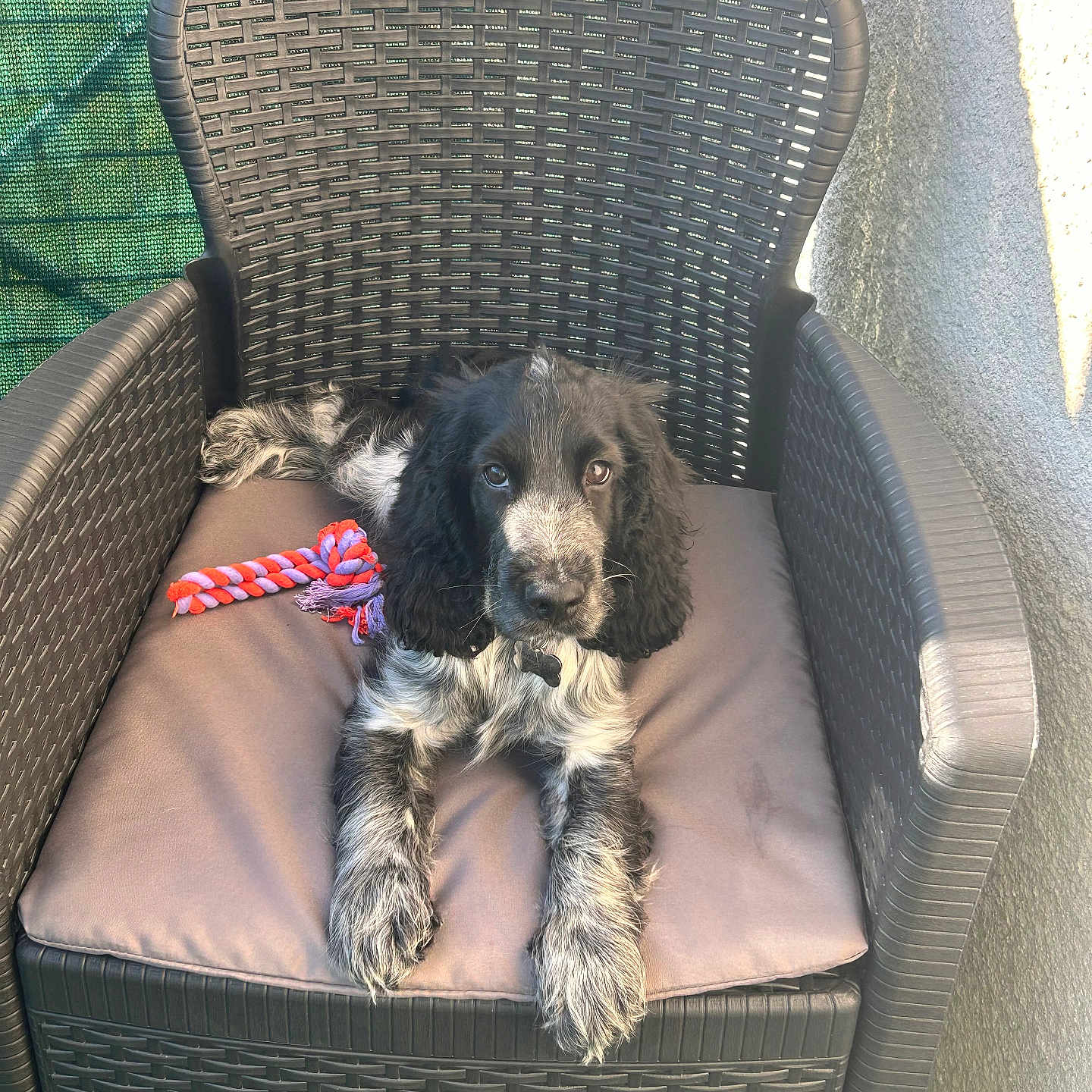 Aïko participe au concours pour gagner de l'argent avec cette photo : animal, armchair, ball, canine, chair, cockerspaniel, couch, cushion, dog, furniture, grass, homedecor, hound, linen, pet, poodle, puppy, sport, tennis, tennisball