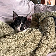 Saul joined the competition — help win amazing prizes! animal, black_and_white, blanket, cat, comfort, couch, cozy, cute, domestic, ears, fur, indoor, kitten, pet, relaxing, resting, sleepy, soft, whiskers, young