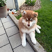 Alpha participe au concours pour gagner de l'argent avec cette photo : puppy, dog, brown_fur, white_fur, fluffy, outdoor, grass, pavement, flowerpot, red_flower, garden, curious, cute, young_dog, pet, animal, nature, plants, sunlight, relaxing
