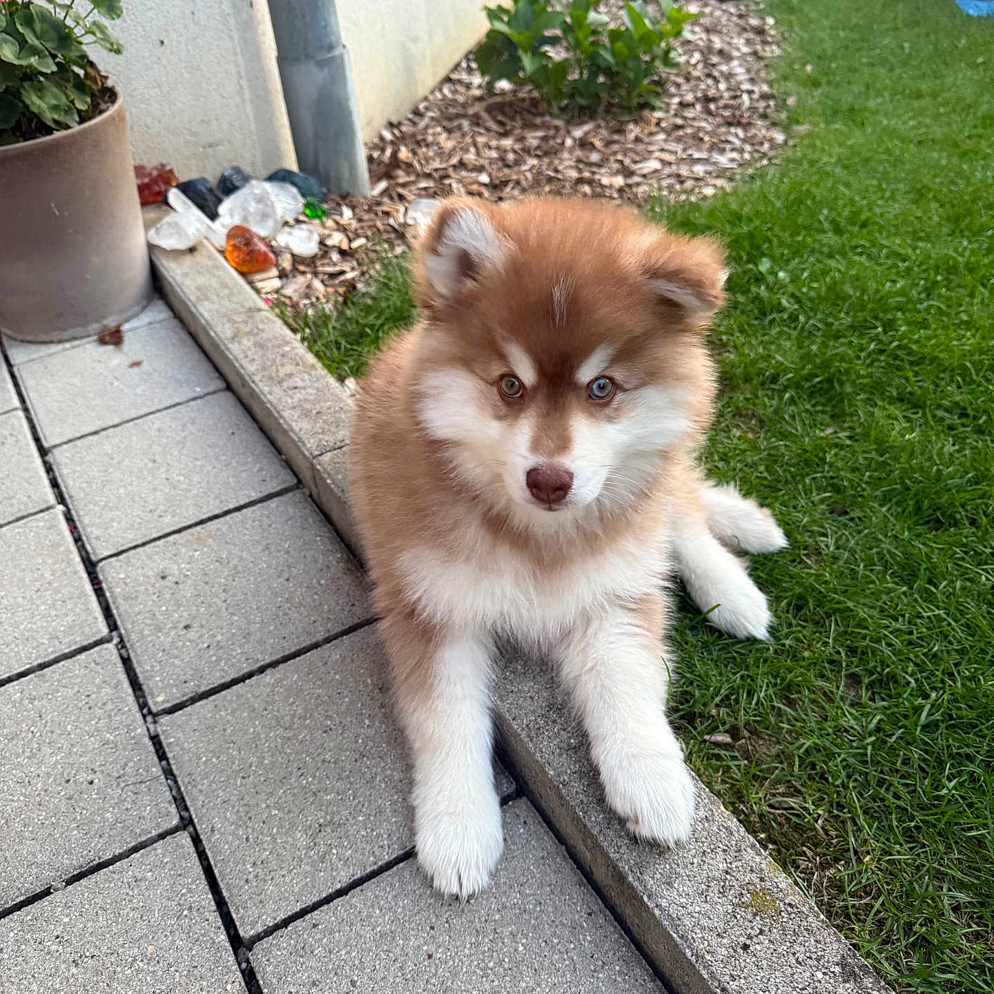 Alpha participe au concours pour gagner de l'argent avec cette photo : animal, brown_fur, curious, cute, dog, flowerpot, fluffy, garden, grass, nature, outdoor, pavement, pet, plants, puppy, red_flower, relaxing, sunlight, white_fur, young_dog
