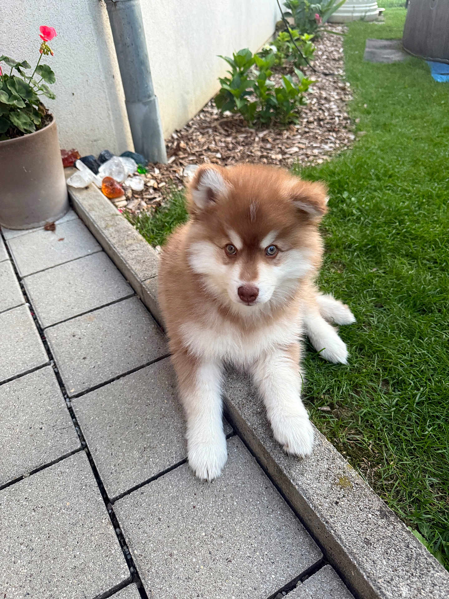 Alpha participe au concours pour gagner de l'argent avec cette photo : puppy, dog, brown_fur, white_fur, fluffy, outdoor, grass, pavement, flowerpot, red_flower, garden, curious, cute, young_dog, pet, animal, nature, plants, sunlight, relaxing