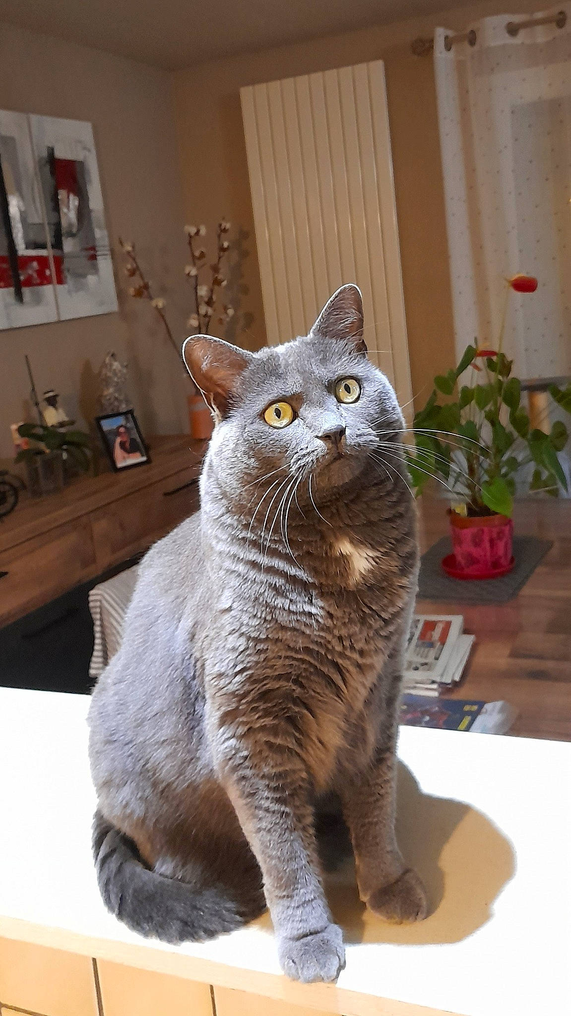 Peluche participe au concours pour gagner de l'argent avec cette photo : art, black_cat, carnivore, cat, domestic_short_haired_cat, fawn, felidae, flowerpot, fur, grey, houseplant, picture_frame, plant, russian_blue, small_to_medium_sized_cats, snout, tail, terrestrial_animal, whiskers, window