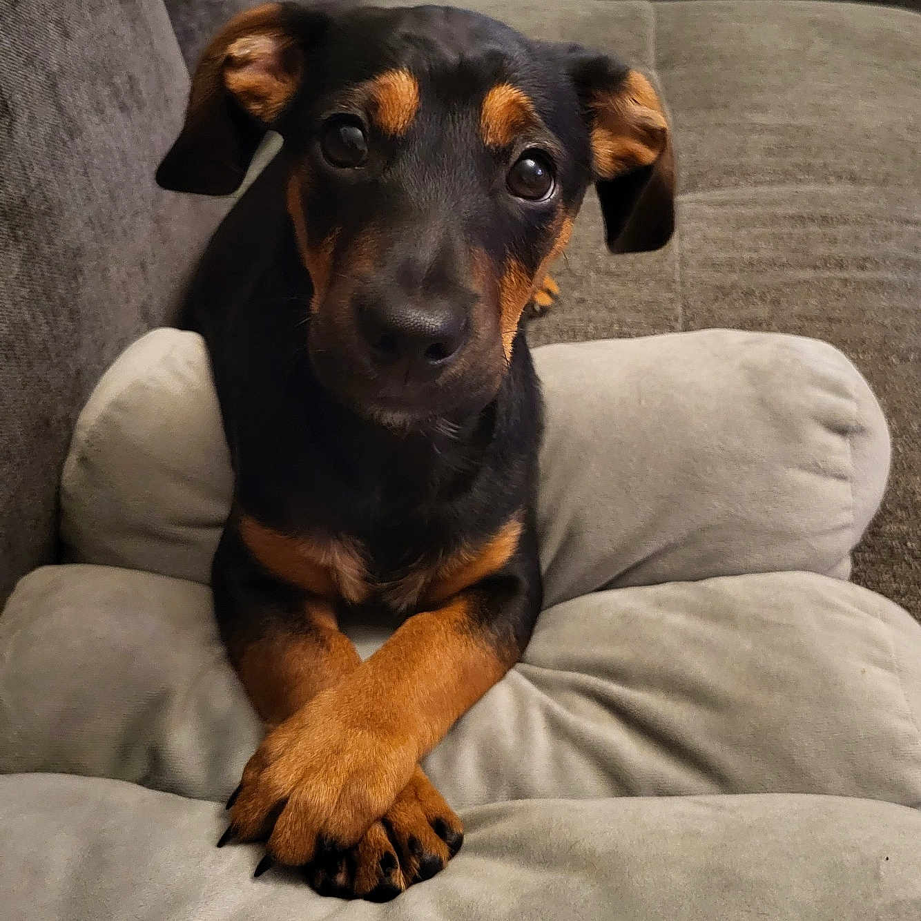 Kaiser participe au concours pour gagner de l'argent avec cette photo : puppy, dog, couch, cushion, crossed_paws, indoor, pet, brown_black_coat, looking_up, ears, snout, soft_furniture, closeup, animal, domestic_animal, cute, pet_portrait, waiting, resting, home