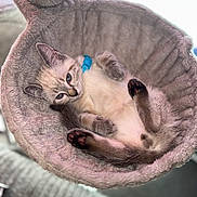 Loki is registered to the contest to win money with this photo: cat, kitten, blue_eyes, plush_bed, cozy, fur, relaxed, indoor, pet, cute, animal, resting, paws, tail, collar, close_up, soft_texture, feline, sleepy, comfortable
