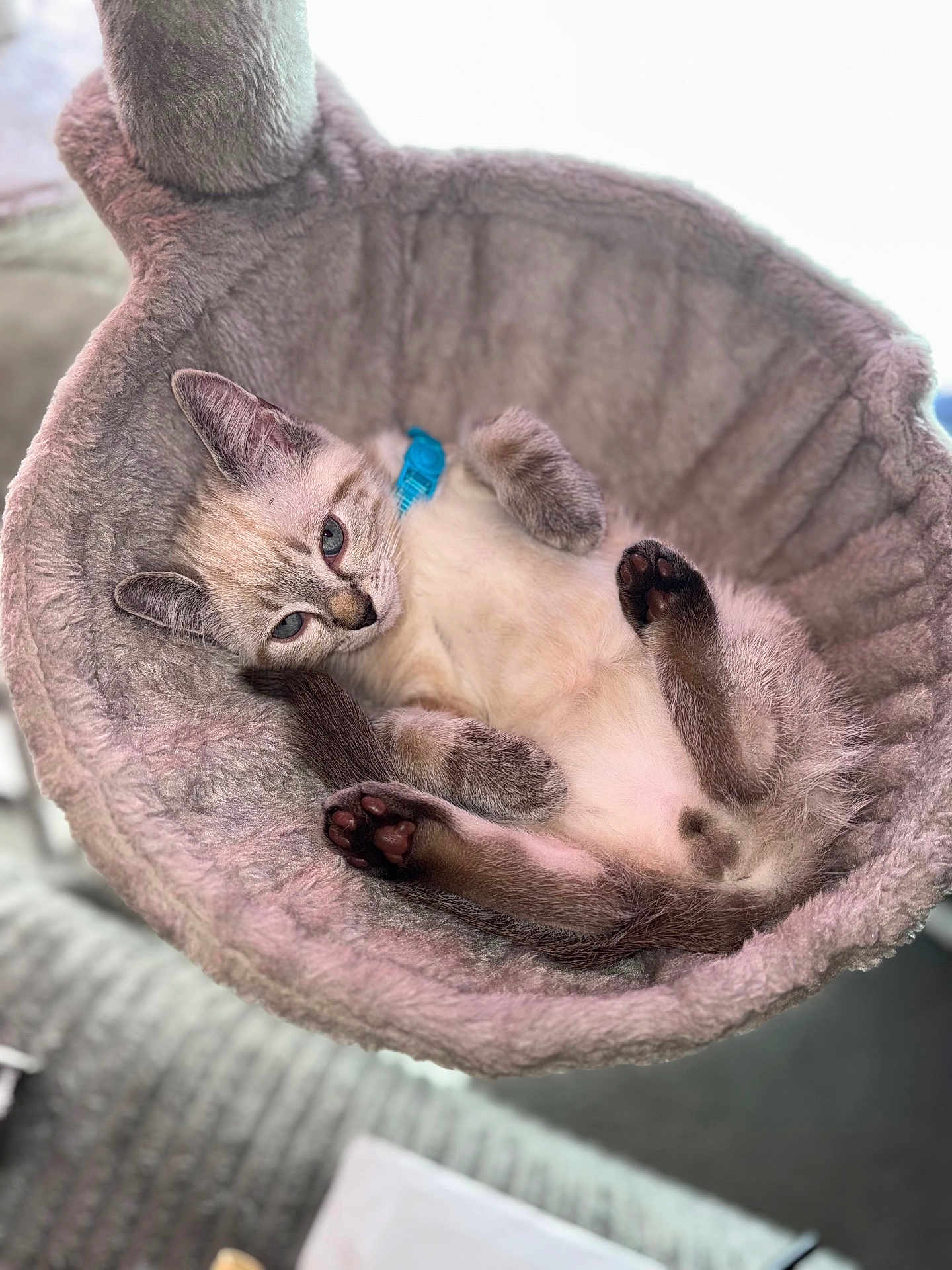Loki