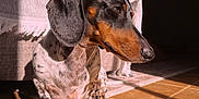 Noodle joined the competition — help win amazing prizes! dog, dachshund, pet, sunlight, indoor, tile_floor, blanket, shadow, fur, animal, cute, portrait, closeup, relaxing, paw, ear, snout, spot, brown, black