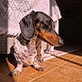 dog, dachshund, pet, sunlight, indoor, tile_floor, blanket, shadow, fur, animal, cute, portrait, closeup, relaxing, paw, ear, snout, spot, brown, black
