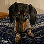 Noodle is registered to the contest to win money with this photo: dog, dachshund, puppy, bed, blanket, indoor, pet, animal, curious, closeup, ears, nose, paws, fur, black, brown, white, spots, cozy, resting
