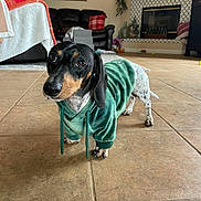 Noodle joined the competition — help win amazing prizes! dog, dachshund, hoodie, green_hoodie, pet, indoor, living_room, tile_floor, sofa, blanket, pillow, fireplace, plant, decorations, cozy, cute, animal, small_dog, looking_up, floor