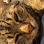 cat, tabby, close_up, fur, whiskers, relaxed, sleepy, pet, animal, indoor, sunlight, face, cute, mammal, feline, domestic, soft, warm, portrait, cozy