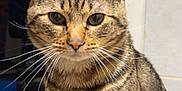 Simba participe au concours pour gagner de l'argent avec cette photo : cat, tabby_cat, indoor, close_up, pet, feline, whiskers, fur, striped, green_eyes, curious, sitting, animal, domestic, portrait, face, ears, tail, background, household