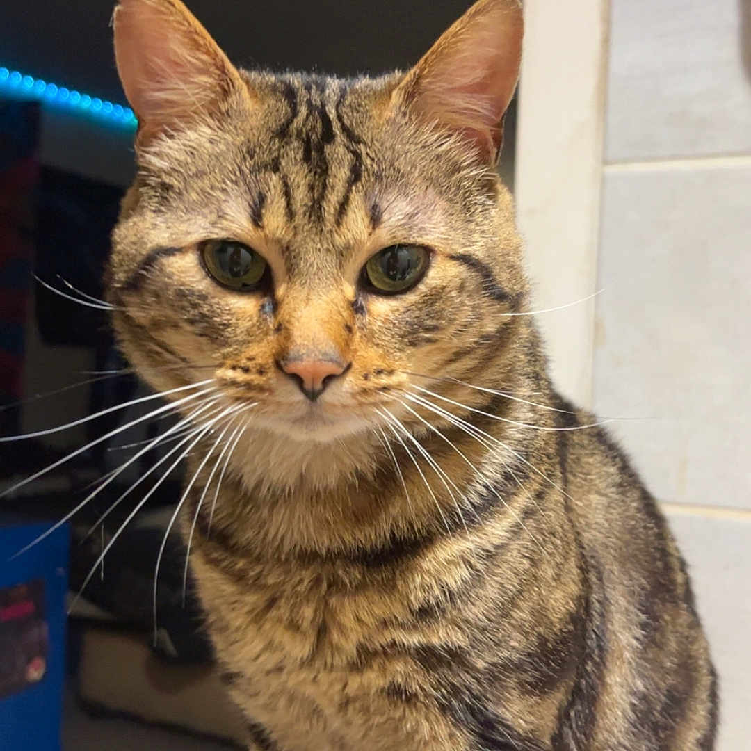 Simba participe au concours pour gagner de l'argent avec cette photo : animal, background, cat, close_up, curious, domestic, ears, face, feline, fur, green_eyes, household, indoor, pet, portrait, sitting, striped, tabby_cat, tail, whiskers