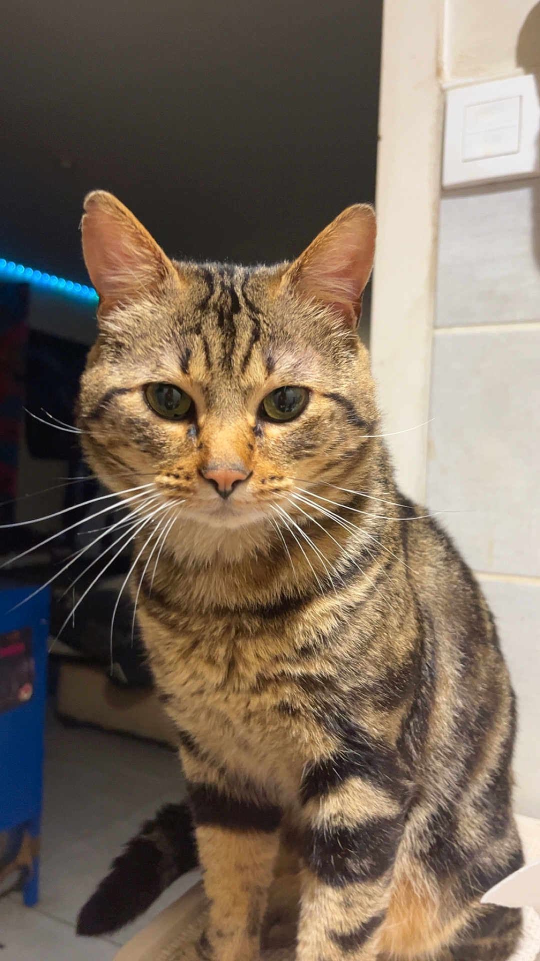 Simba