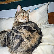 Simba a rejoint le concours — aidez-le/la à gagner de superbes lots ! cat, tabby, cushion, indoor, relaxed, pet, feline, fur, whiskers, tail, animal, resting, home, comfort, bedroom, pillow, striped, domestic_animal, seated, looking_away