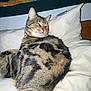 cat, tabby, cushion, indoor, relaxed, pet, feline, fur, whiskers, tail, animal, resting, home, comfort, bedroom, pillow, striped, domestic_animal, seated, looking_away