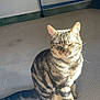 cat, tabby, striped, sitting, sunlight, indoor, carpet, pet, feline, whiskers, ears, tail, relaxed, home, furniture, laundry_rack, shadow, quiet, cozy, domestic