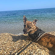 Rosi a rejoint le concours — aidez-le/la à gagner de superbes lots ! dog, brindle, beach, pebbles, sea, water, sky, harness, leash, sunlight, outdoor, animal, pet, smiling, lying_down, nature, vacation, summer, coast, relaxation