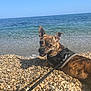 dog, brindle, beach, pebbles, sea, water, sky, harness, leash, sunlight, outdoor, animal, pet, smiling, lying_down, nature, vacation, summer, coast, relaxation
