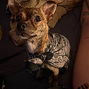 Rosi a rejoint le concours — aidez-le/la à gagner de superbes lots ! animal, bed, blanket, brown, cozy, cute, dog, ears, fabric, face, fur, human_leg, indoor, looking_up, patterned, pet, scarf, sitting, small_dog, tattoo