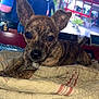 Rosi a rejoint le concours — aidez-le/la à gagner de superbes lots ! dog, brindle, blanket, quilt, bed, indoor, television, people, police, vest, back_view, screen, couch, relaxing, ears, face, animal, pet, curious, closeup