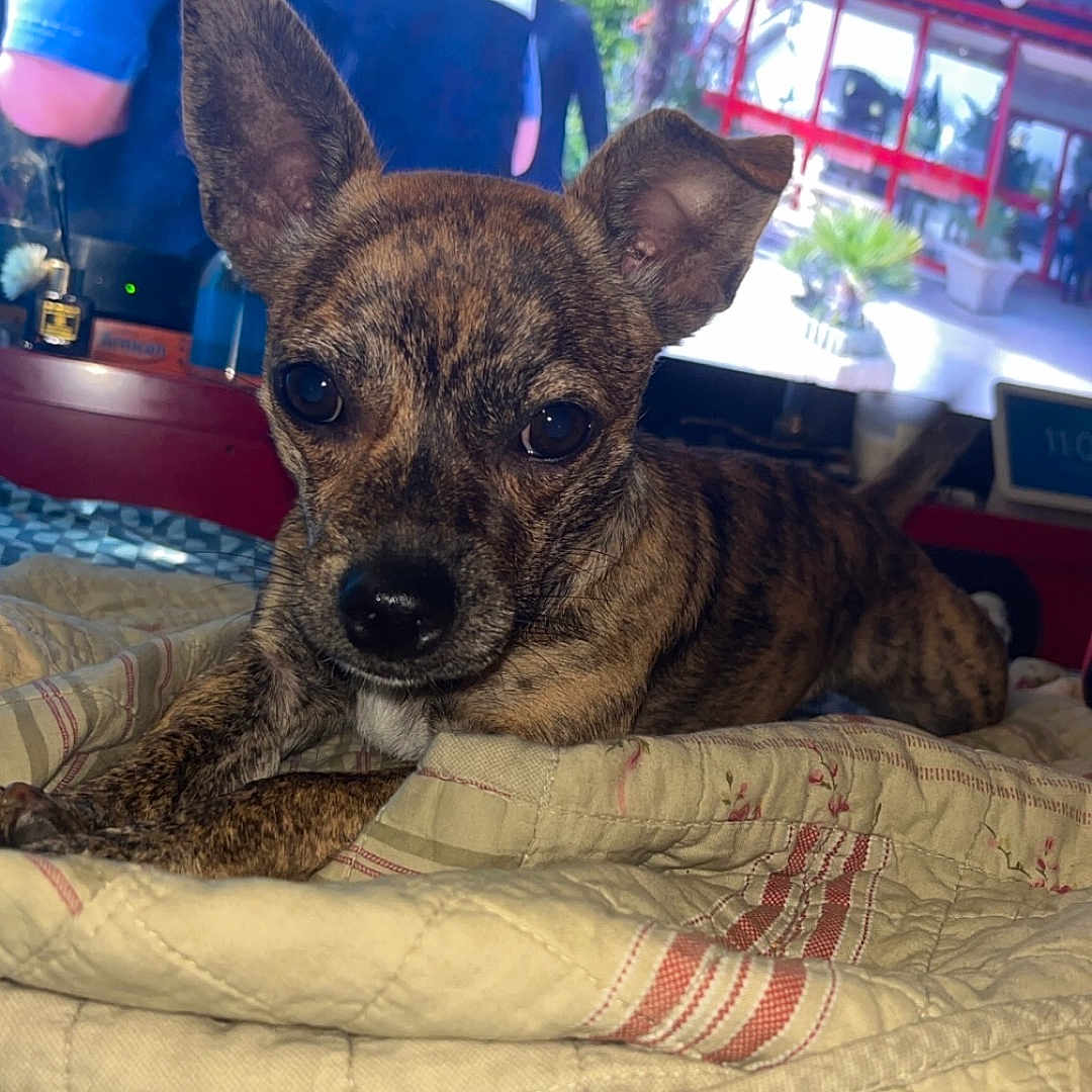 Rosi a rejoint le concours — aidez-le/la à gagner de superbes lots ! animal, back_view, bed, blanket, brindle, closeup, couch, curious, dog, ears, face, indoor, people, pet, police, quilt, relaxing, screen, television, vest