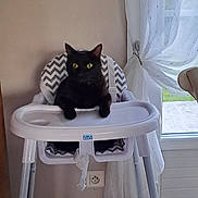 Upsy a rejoint le concours — aidez-le/la à gagner de superbes lots ! black_cat, cat, high_chair, baby_chair, indoor, curtains, window, furniture, pet, animal, yellow_eyes, domestic_cat, household, seat, resting, curious, home, interior, light, cozy