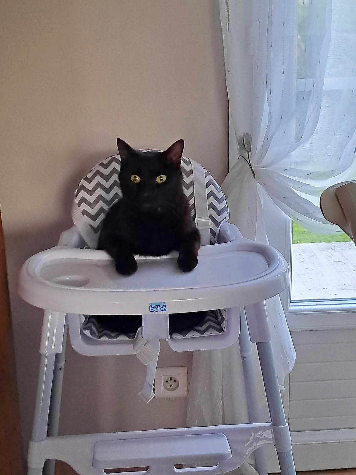 Upsy a rejoint le concours — aidez-le/la à gagner de superbes lots ! black_cat, cat, high_chair, baby_chair, indoor, curtains, window, furniture, pet, animal, yellow_eyes, domestic_cat, household, seat, resting, curious, home, interior, light, cozy