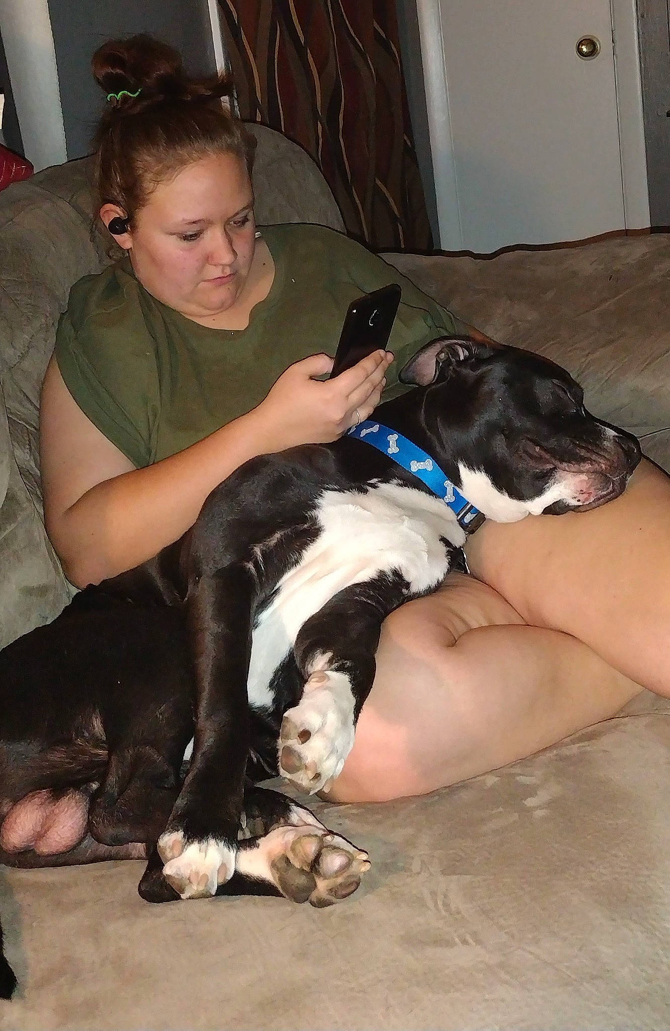 Blu joined the competition — help win amazing prizes! canidae, carnivore, chair, comfort, companion_dog, couch, dog, dog_breed, fawn, flooring, foot, fur, human_leg, lap, leg, sitting, sporting_group, thigh, whiskers, working_animal