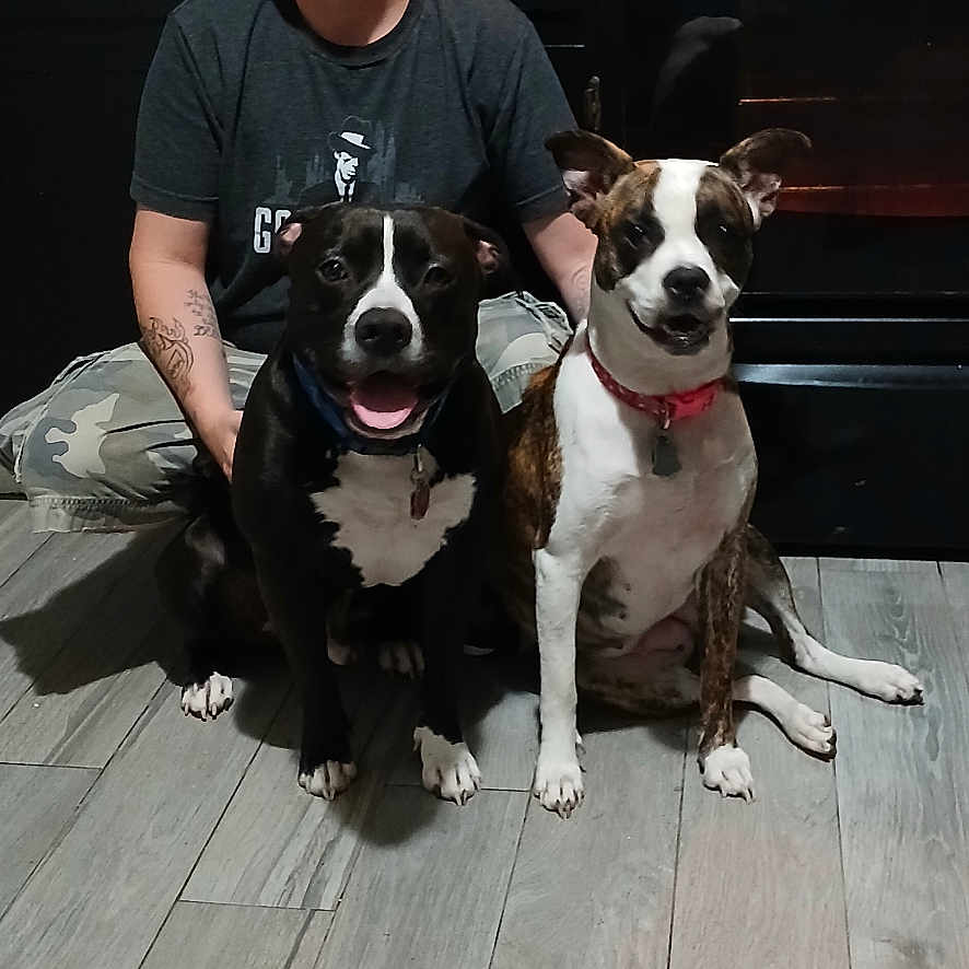 Blu is registered to the contest to win money with this photo: adult, animal, canine, clothing, dog, face, hardwood, head, hound, indoors, interiordesign, male, man, person, pet, photography, portrait, puppy, t_shirt, wood