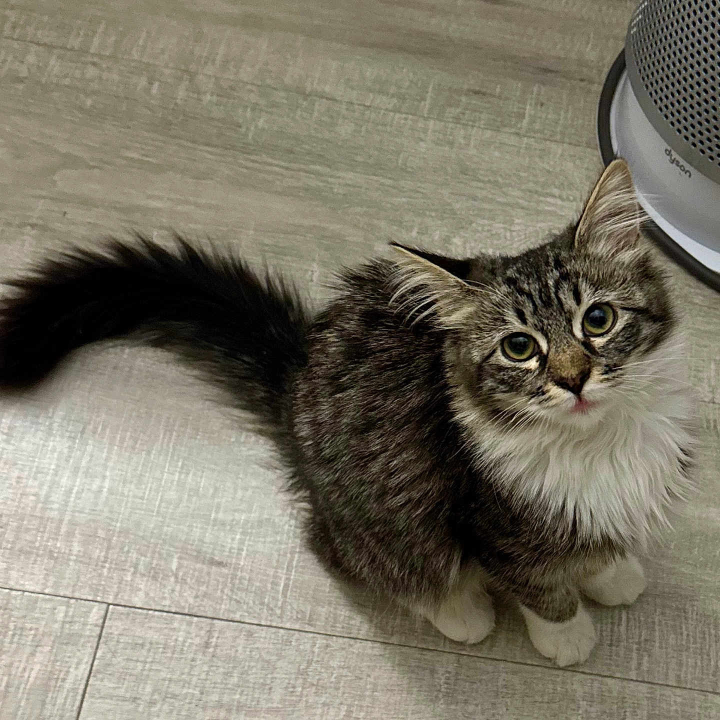 Lilly is registered to the contest to win money with this photo: abyssinian, angora, animal, brasssection, cat, couch, electricaldevice, electronics, furniture, hardwood, horn, indoors, kitten, manx, microphone, musicalinstrument, pet, plywood, speaker, wood