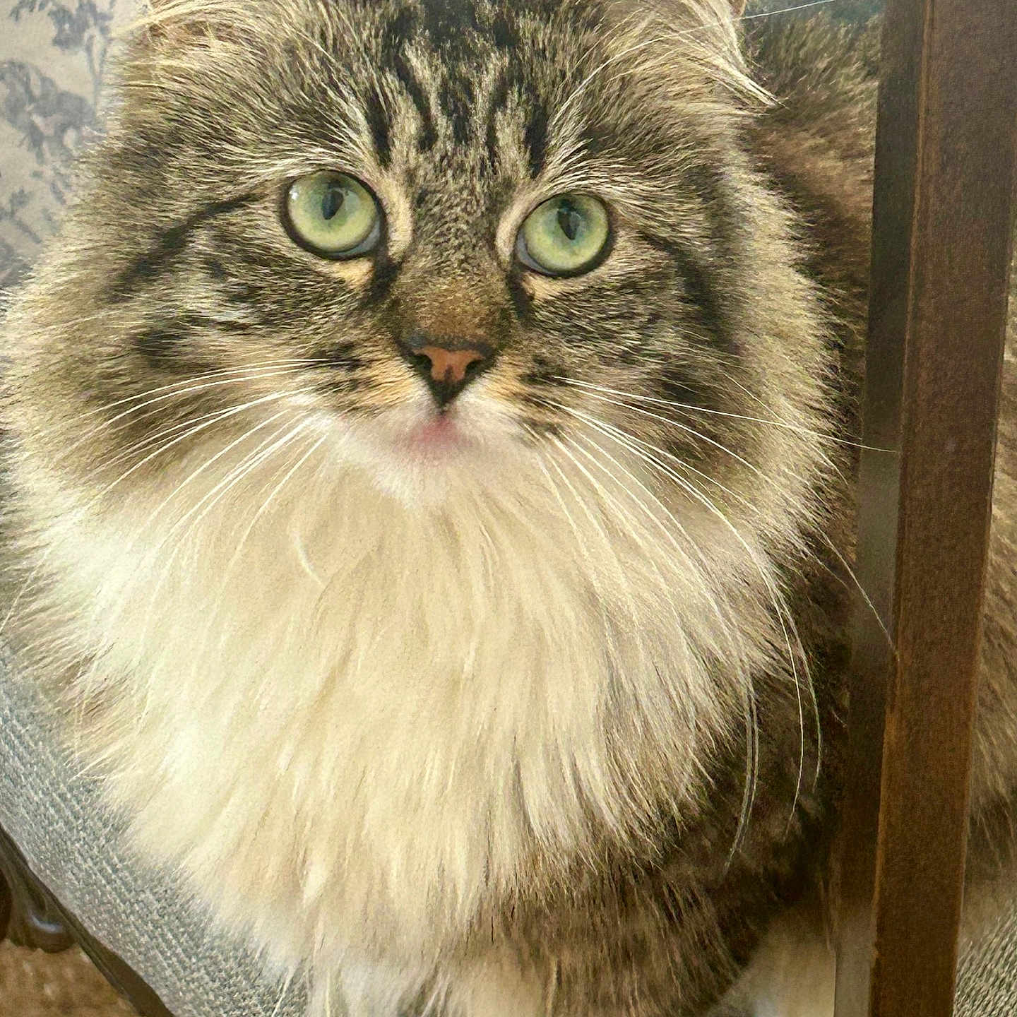 Nini is registered to the contest to win money with this photo: cat, fluffy, green_eyes, chair, furniture, indoor, pet, whiskers, tabby, close_up, curious, animal, cute, domestic_cat, portrait, feline, soft_fur, sitting, face, ears