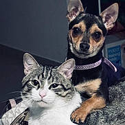 Yumi participe au concours pour gagner de l'argent avec cette photo : cat, dog, tabby_cat, small_dog, pet, animal, indoor, companion, cute, paw, fur, collar, curious, close_up, resting, looking_at_camera, friendship, cozy, domestic, cute_animals